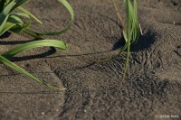 /album/%e5%a4%8f/a1-20-s-jpg/